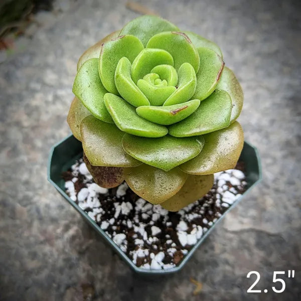 Aeonium Lily Pad