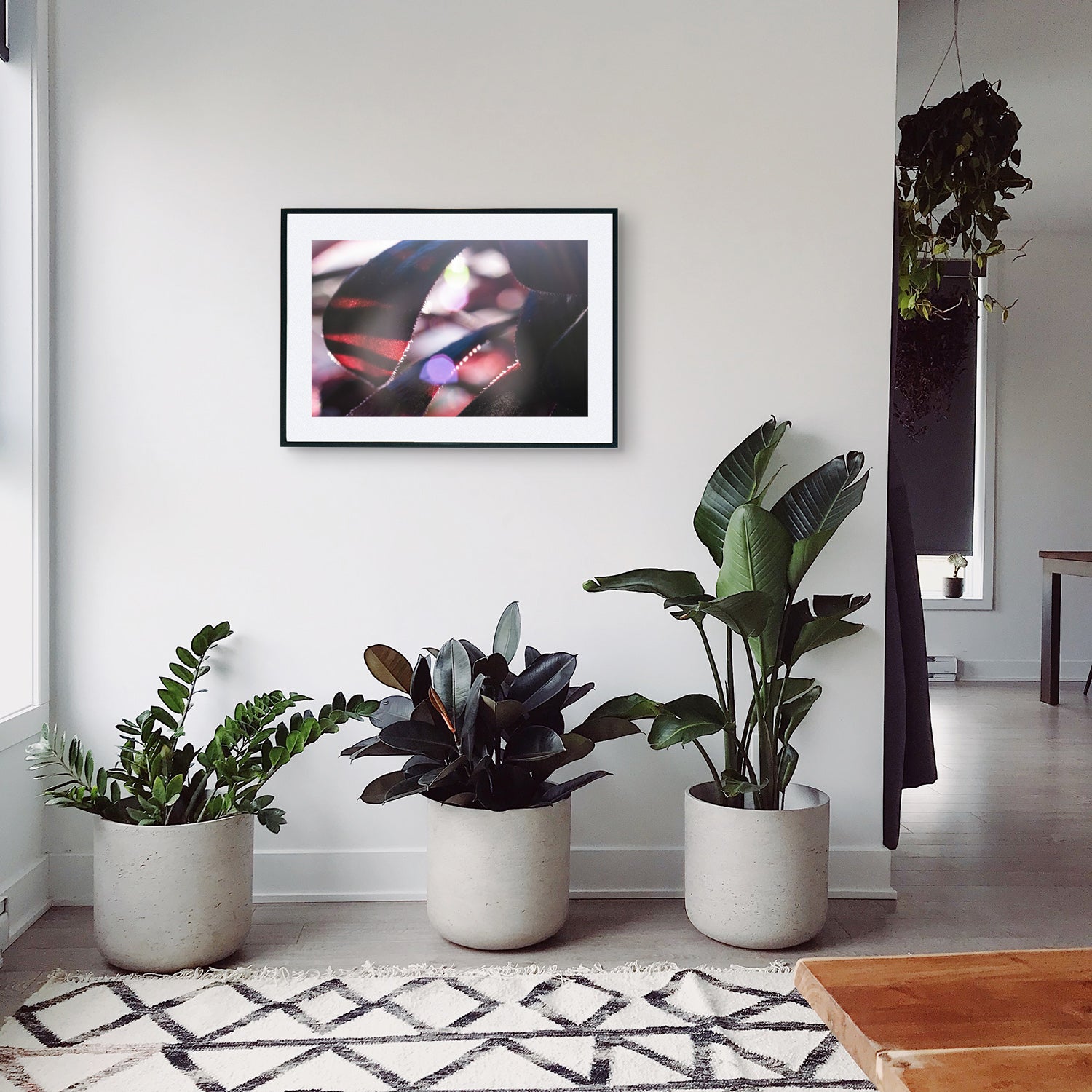 Close-up of Aeonium Schwarzkopf succulent with dark purple-black rosette-shaped leaves and sun flares in the background, displayed as wall art in a stylish hallway with plants beside the window.