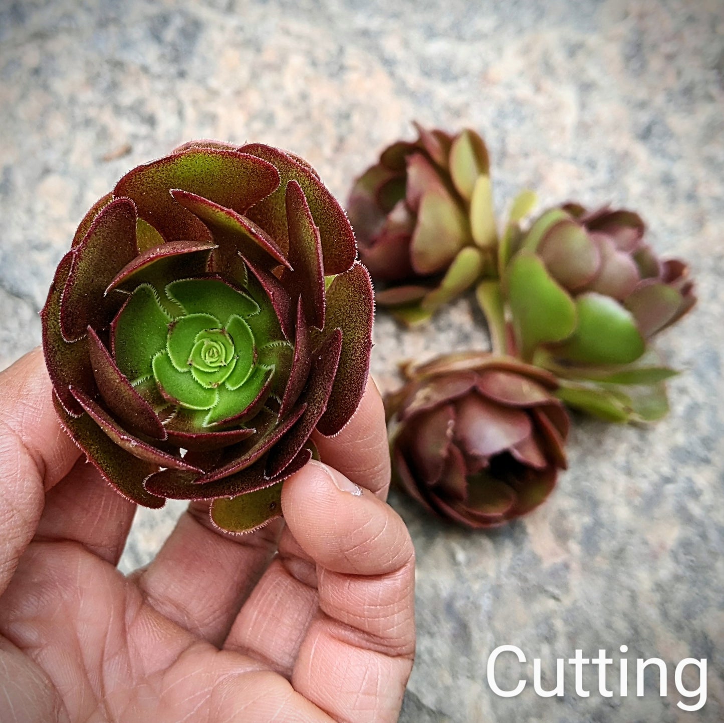 Close-up of Aeonium Arboreum 'Velour' cutting, showcasing its deep burgundy rosettes with green centres and glossy, fleshy leaves.