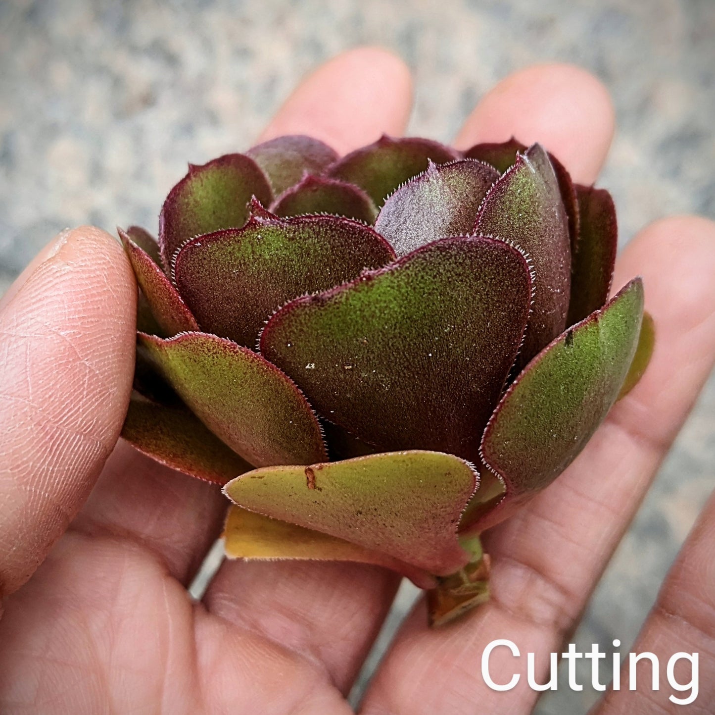 Close-up of Aeonium Arboreum 'Velour' cutting, showcasing its deep burgundy rosettes with green centres and glossy, fleshy leaves.