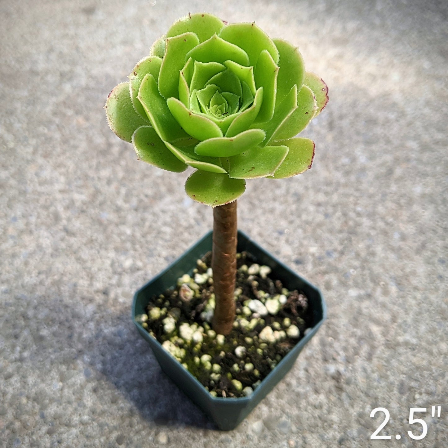 Close-up of Aeonium arboreum, also known as Pinwheel, showing large, tree-like rosettes of glossy green leaves with a slight reddish edge. The rosettes are arranged on woody, branching stems that can grow up to 3 feet tall. The plant is in full sun and features clusters of small, star-shaped yellow flowers.