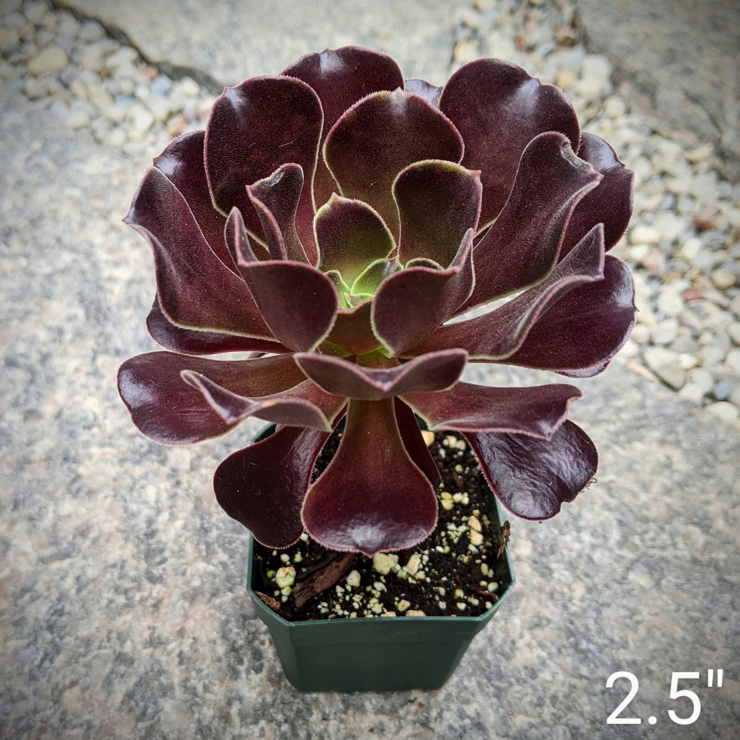 Close-up of Aeonium 'Blushing Beauty,' a succulent with rosettes of spoon-shaped leaves that transition from green to deep burgundy with a blush hue. The leaves have a slightly tacky texture, adding to the plant's unique appearance.