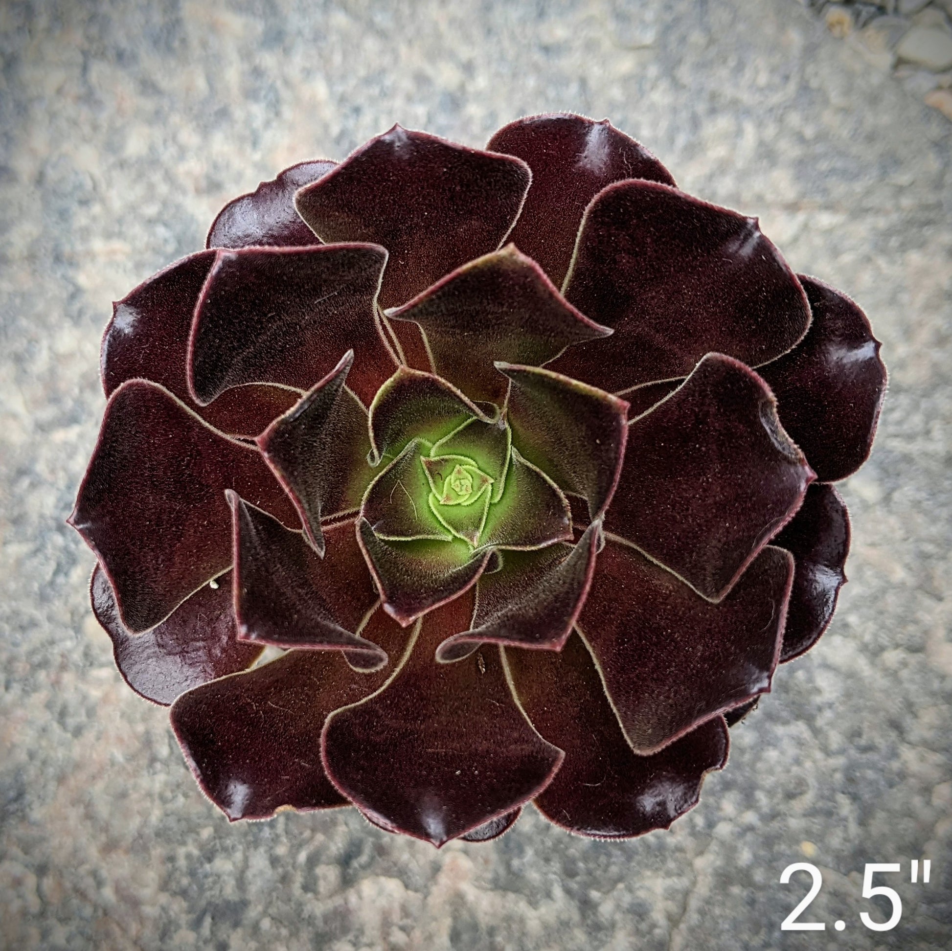 Close-up of Aeonium 'Blushing Beauty,' a succulent with rosettes of spoon-shaped leaves that transition from green to deep burgundy with a blush hue. The leaves have a slightly tacky texture, adding to the plant's unique appearance.