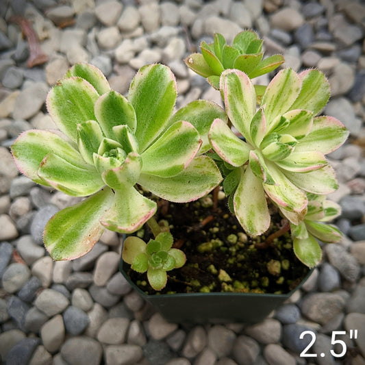 Close-up of Aeonium 'Castello-Paivae' cv. Variegata 'Suncup,' showing rosettes of thick, fleshy leaves with vibrant variegation in green, yellow, and cream. The leaves have a sunburst pattern, creating a striking, colourful appearance. The plant is compact and rounded, with small clusters of star-shaped yellow flowers potentially visible.