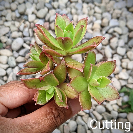 Close-up of Aeonium decorum succulent cutting showing vibrant green leaves with pink edges.