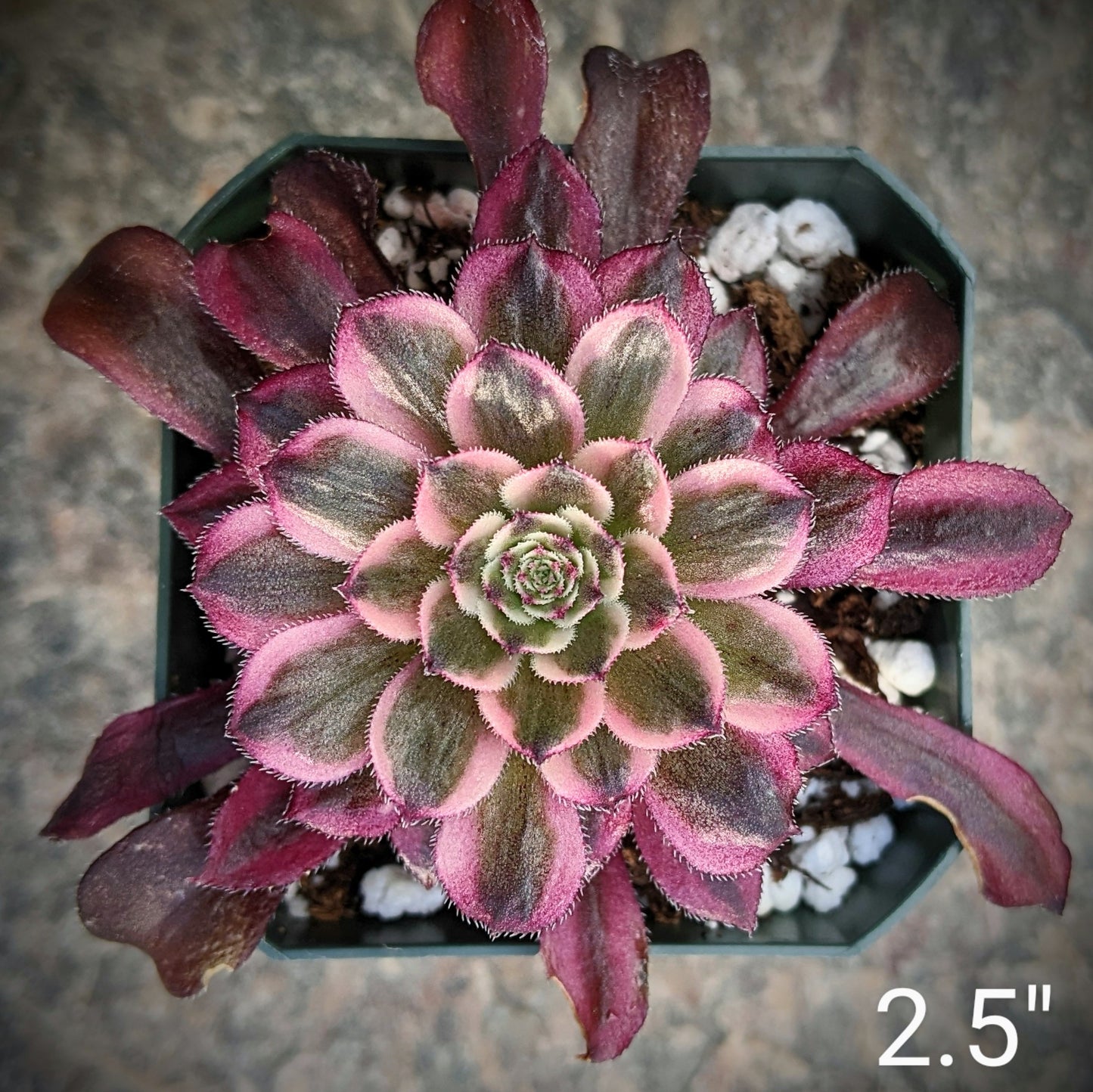 Close-up of Aeonium 'Mardi Gras,' a succulent with rosettes of thick, fleshy leaves that display a vibrant mix of green, yellow, and reddish hues. The leaves are rounded and arranged in a compact, symmetrical pattern, creating a striking, colourful appearance.