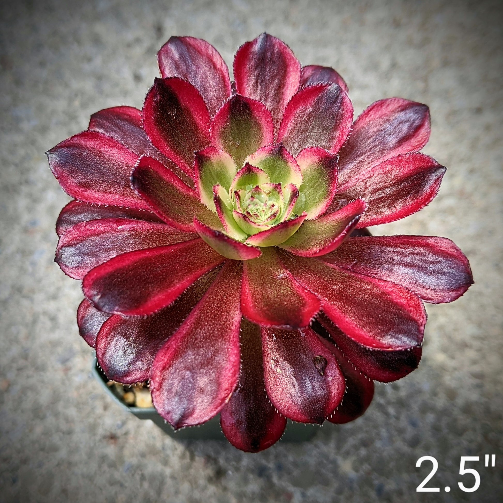 Close-up of Aeonium 'Mardi Gras,' a succulent with rosettes of thick, fleshy leaves that display a vibrant mix of green, yellow, and reddish hues. The leaves are rounded and arranged in a compact, symmetrical pattern, creating a striking, colourful appearance.