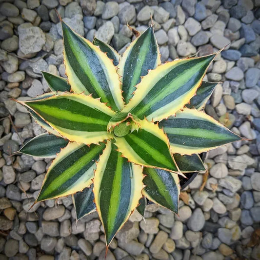 Agave Lophantha 'Quadricolour'