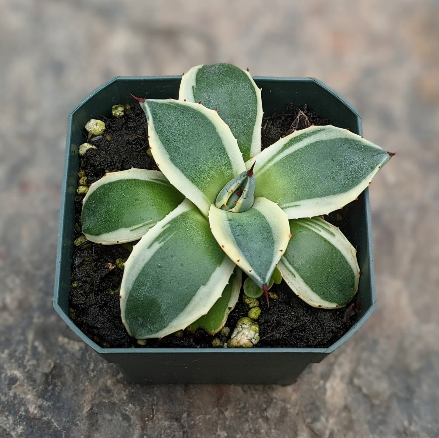 Close-up of Agave Cream Spike succulent showing its creamy-white spiked leaves and rosette shape.