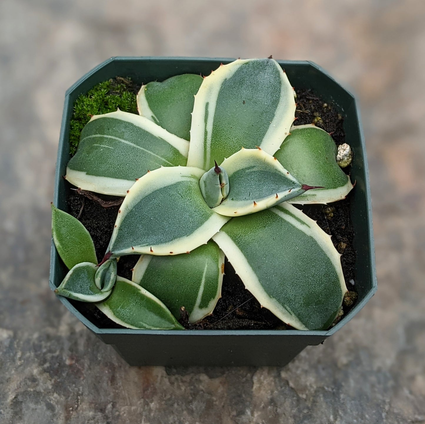 Close-up of Agave Cream Spike succulent showing its creamy-white spiked leaves and rosette shape.