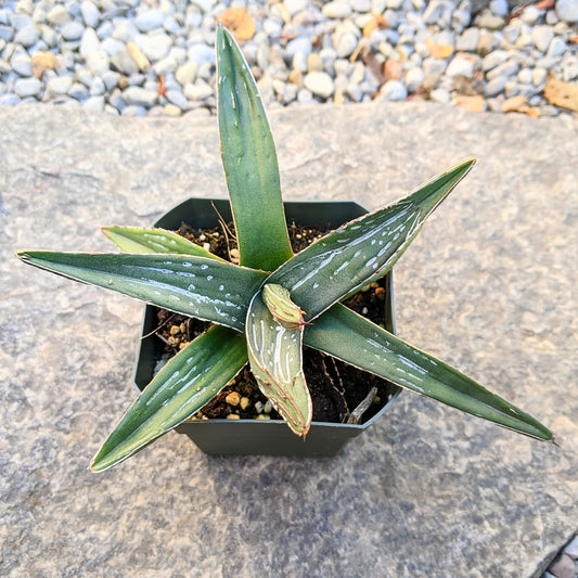 Close-up of Agave Ferdinandi-Regis showing its symmetrical rosette of sharp green leaves with white edges, displayed in a 4.5" pot