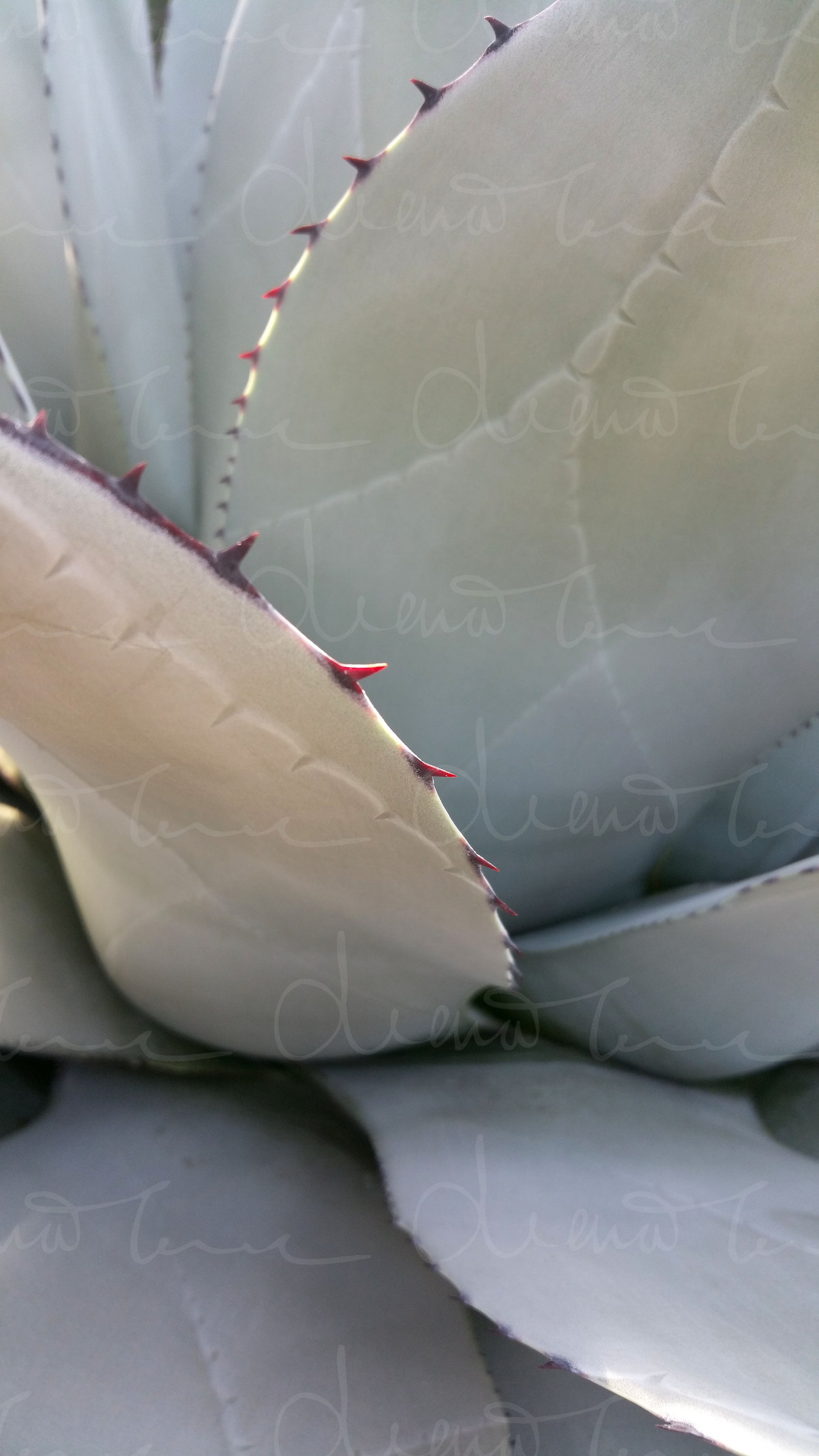 High-resolution macro photo of Agave Parryi succulent leaves, featuring intricate thorns and a captivating pattern design, perfect as botanical stock photography for design projects, prints, and home décor.