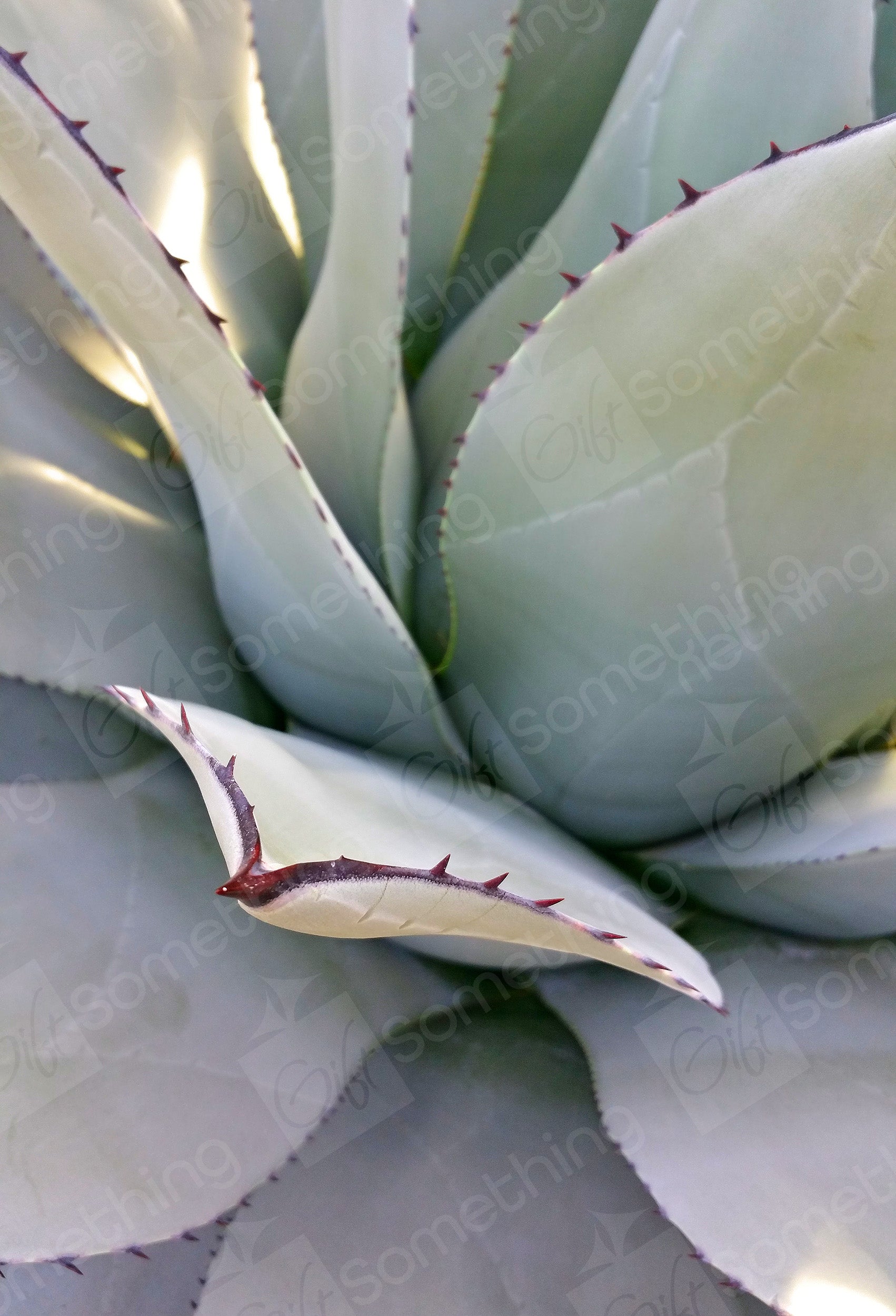 Close-up of Agave Parryi leaves, showcasing intricate thorn details and unique pattern design, highlighting the sharp edges and natural textures.
