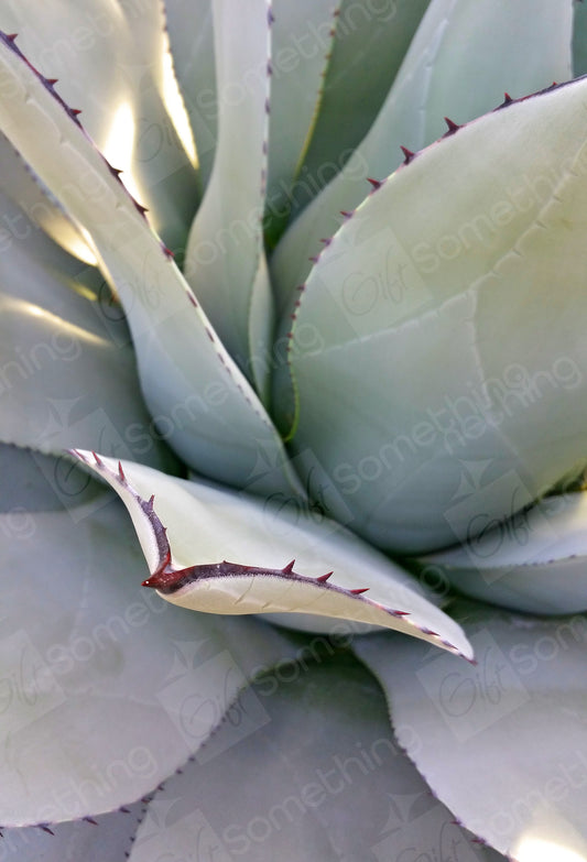 Close-up of Agave Parryi leaves, showcasing intricate thorn details and unique pattern design, highlighting the sharp edges and natural textures.