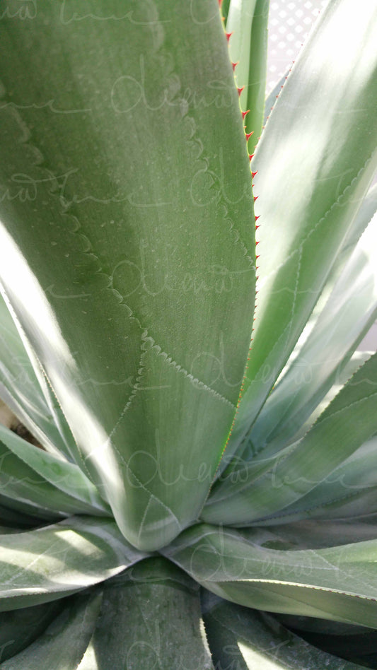 Close-up of an Agave leaf showing intricate patterns and textures, with light filtering through its sharp edges and unique design.