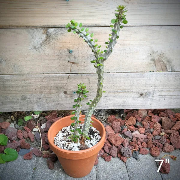 Alluaudia Procera aka Madagascar Ocotillo