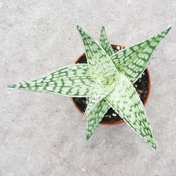 Close-up of Aloe 'Black Doran,' showcasing its green, textured leaves.