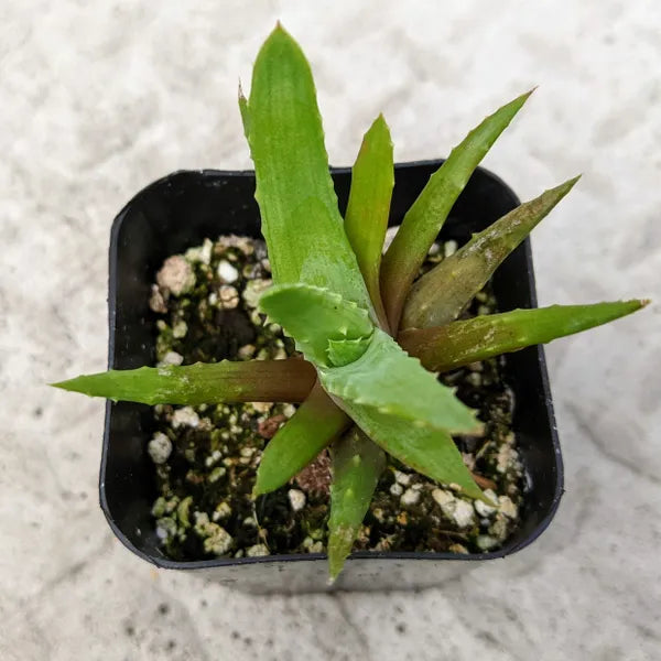Aloe Species O1