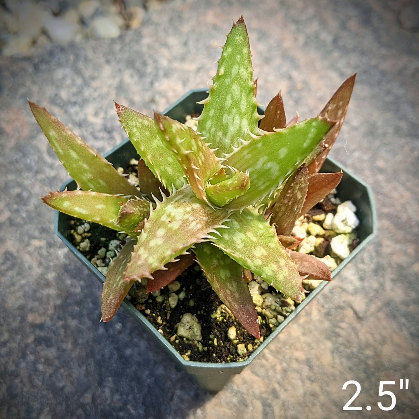 Close-up of Aloe Juvenna, showcasing its stressed spiky leaves in shades of brown and green.