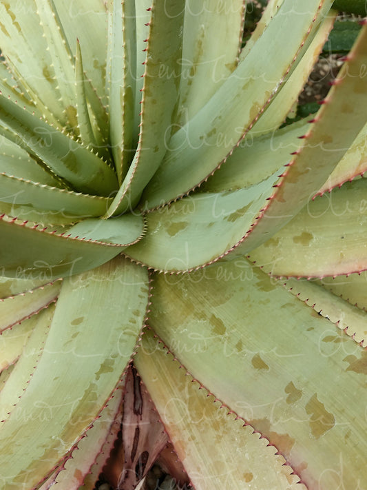 Close-up of Aloe plant with thorny leaves, showcasing its unique texture and details.