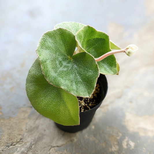 Close-up of a Begonia Venosa in a 4.5-inch pot, showcasing its fuzzy green leaves and a flower stalk emerging from the centre.