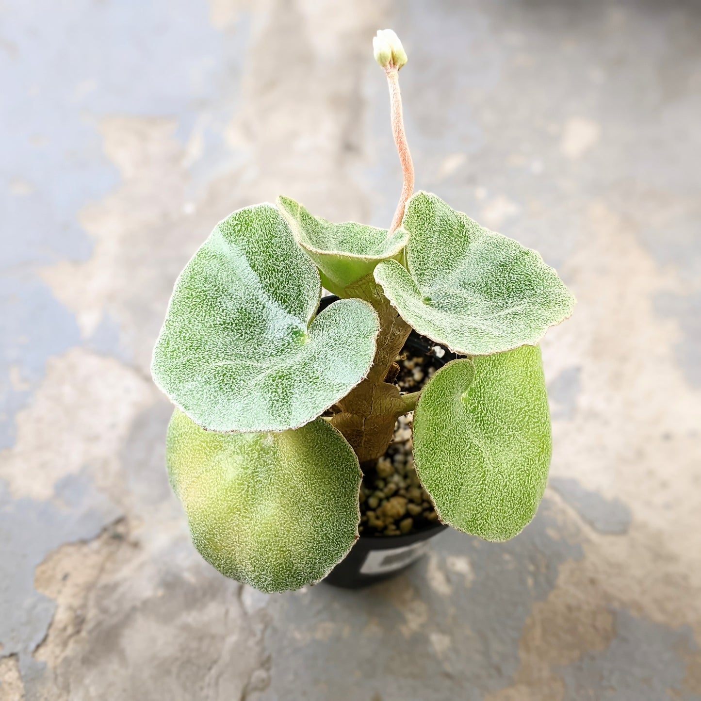 Close-up of a Begonia Venosa in a 4.5-inch pot, showcasing its fuzzy green leaves and a flower stalk emerging from the centre.