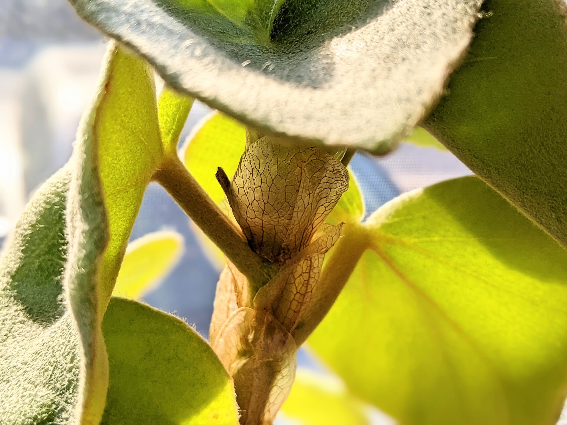 Close-up of a Begonia Venosa stem