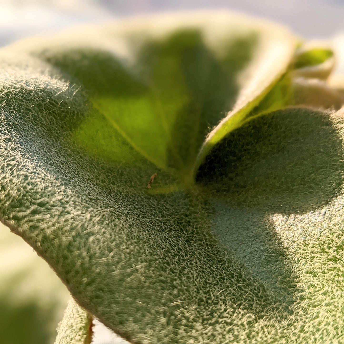 Close-up of a Begonia Venosa, showcasing its fuzzy green leaves.