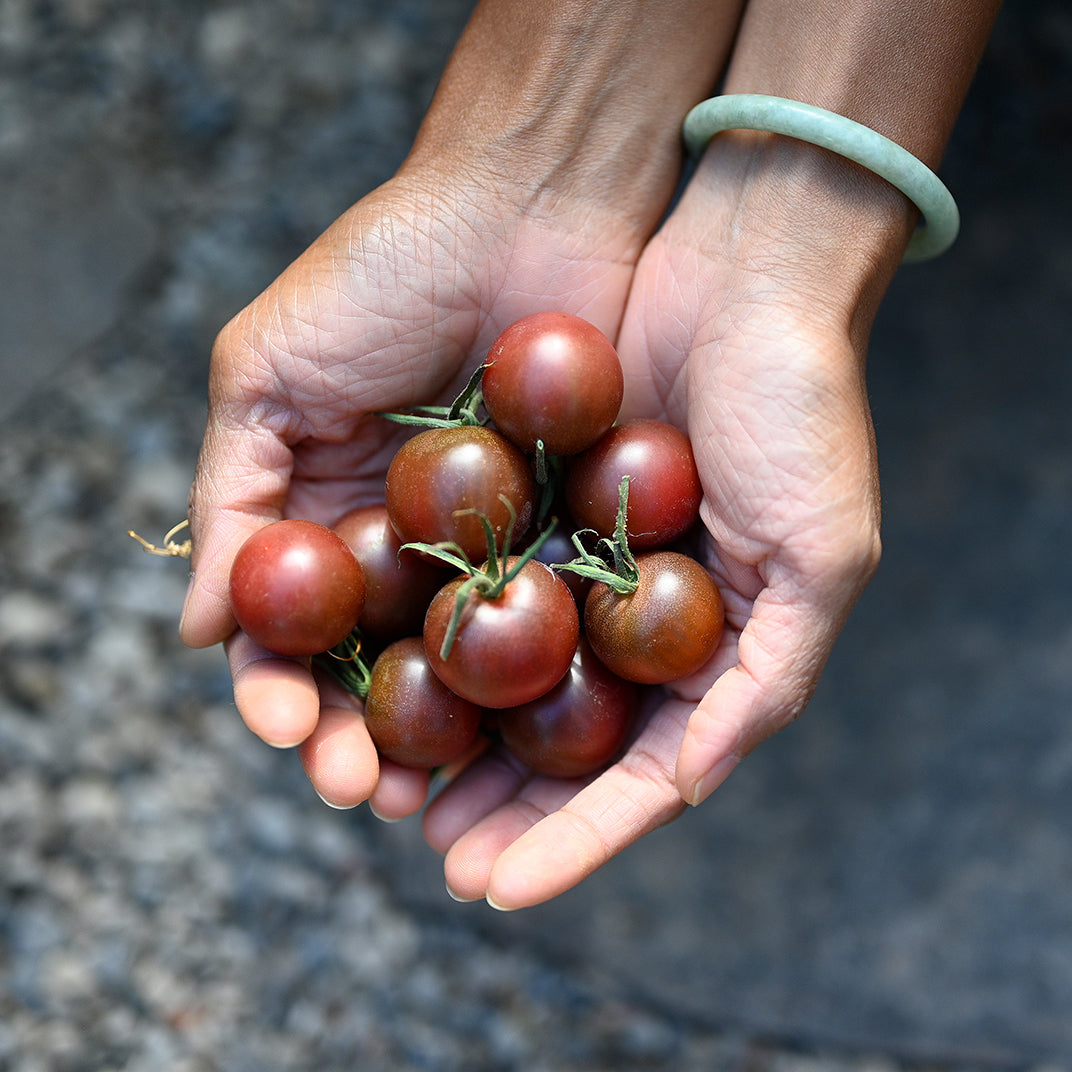 Close-up of ripe Black Cherry Tomatoes held in hands, showcasing their deep purple-black colour, glossy skin, and small, round shape.