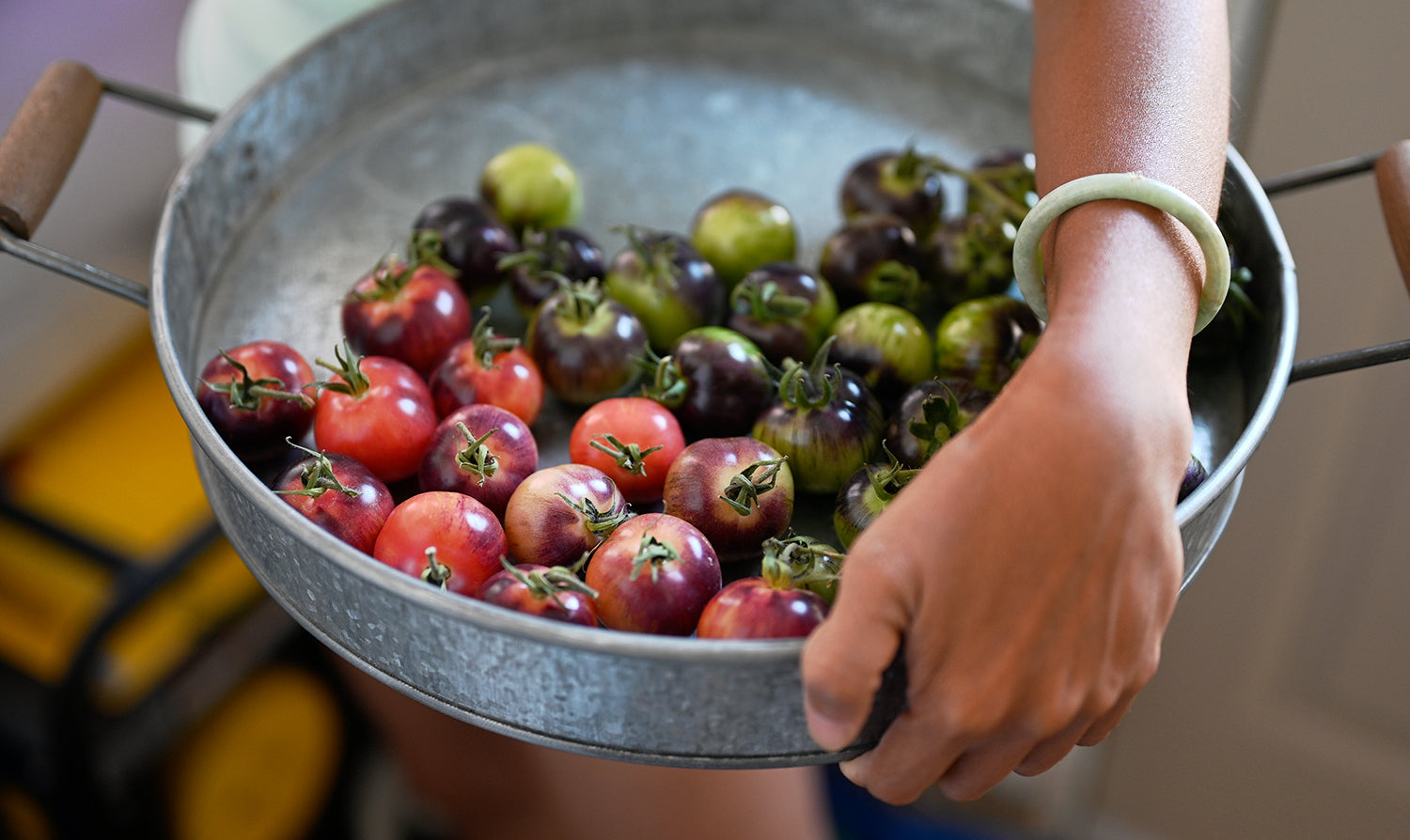 A metal tray held by a person, filled with a mix of ripe and unripe Black Strawberry Tomatoes showcasing a vibrant blend of strawberry-red, green, and purple colours.