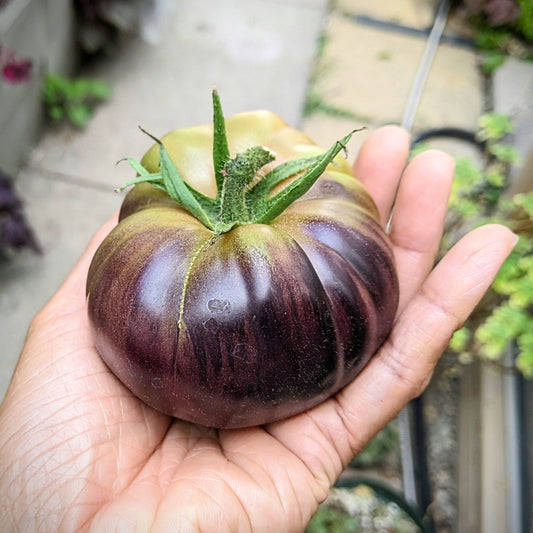 Close-up of a Black Beauty Tomato held in a palm, showcasing its striking blend of deep purple and green hues, highlighting its unique and vibrant appearance.