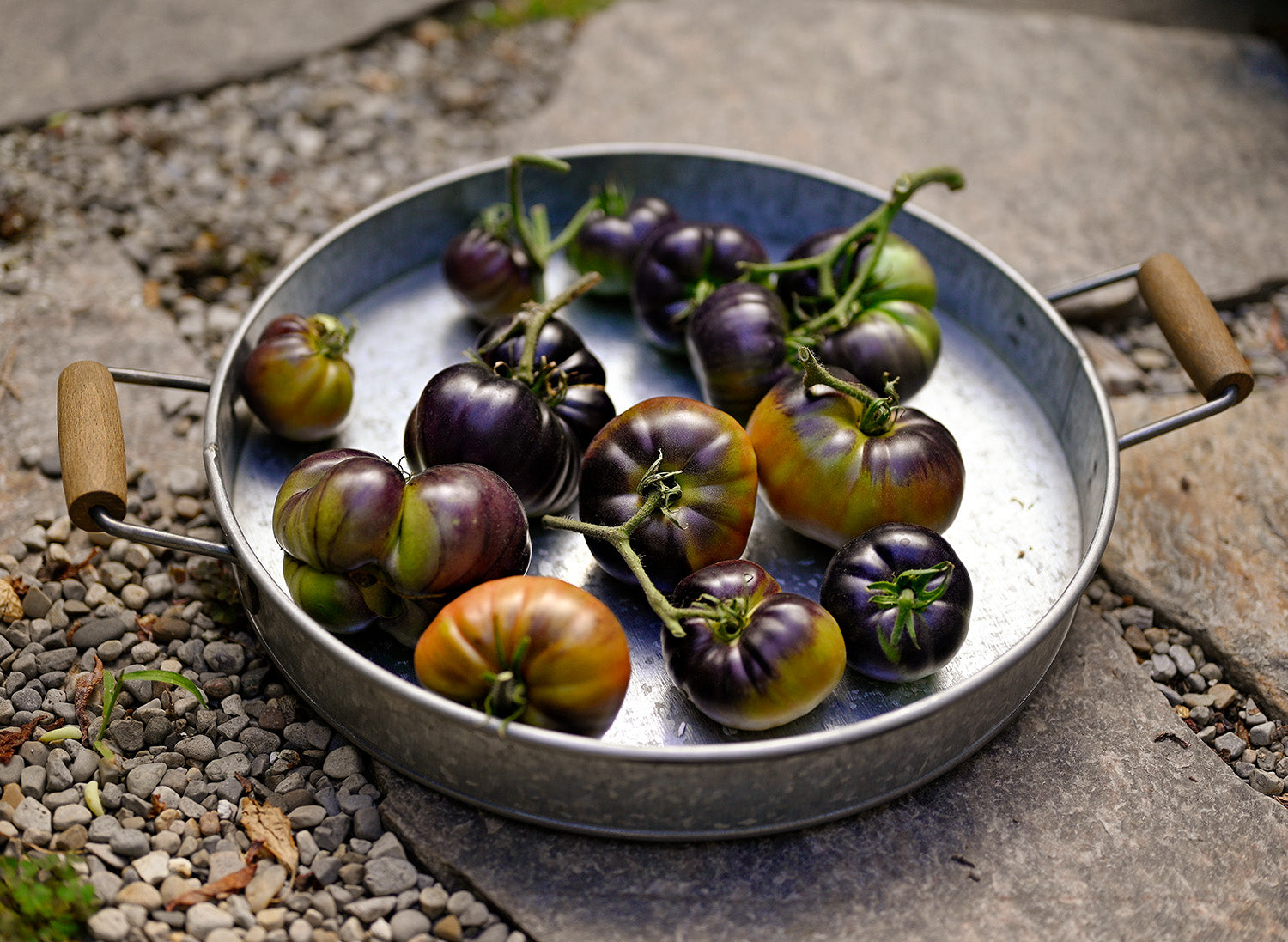 A metal tray filled with Black Beauty tomatoes in various stages of ripeness, ranging from green and unripe to deep purple and fully ripe, with a variety of sizes scattered across the tray.