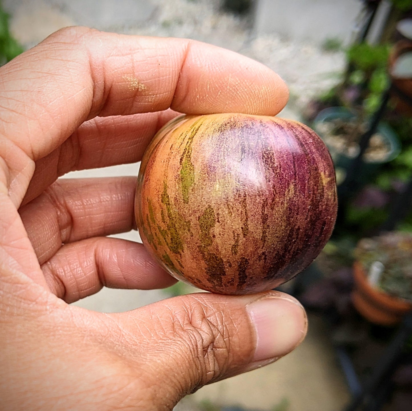 Close-up of a Black Strawberry Tomato held with two fingers, showcasing its unique blend of peach, deep purple, and a hint of green, highlighting its striking and vibrant colours.