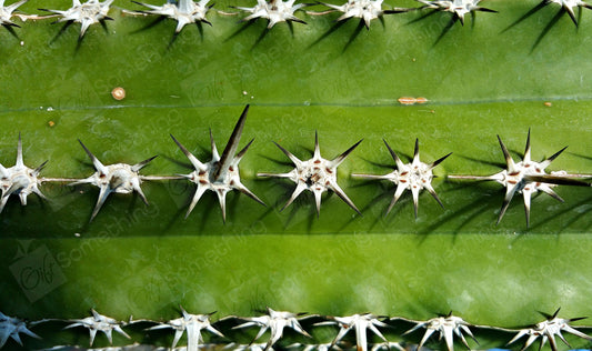 Close-up of a green cactus featuring distinct white and black thorns, highlighting its textured surface.