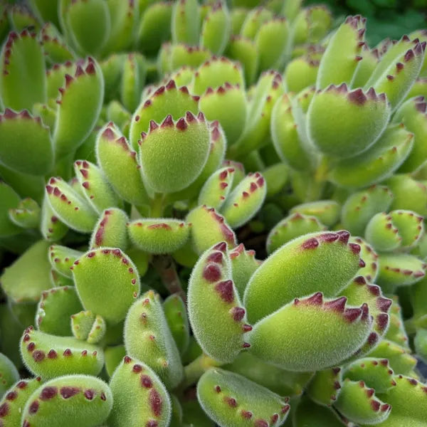 Cotyledon Tomentosa "Bear's Paw"