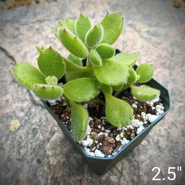 Cotyledon Tomentosa "Bear's Paw"