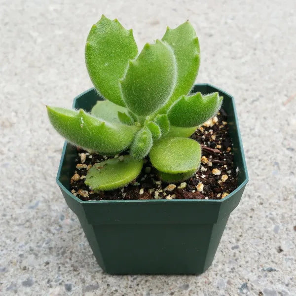 Cotyledon Tomentosa "Bear's Paw"