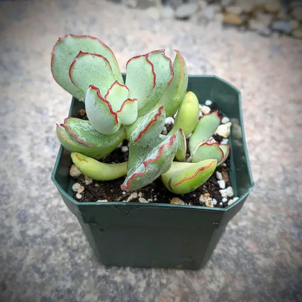 Cotyledon 'Choco Line'