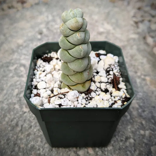 Crassula Plegmatoides