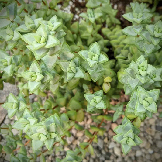 Crassula Rupestris “Rosary Vine”