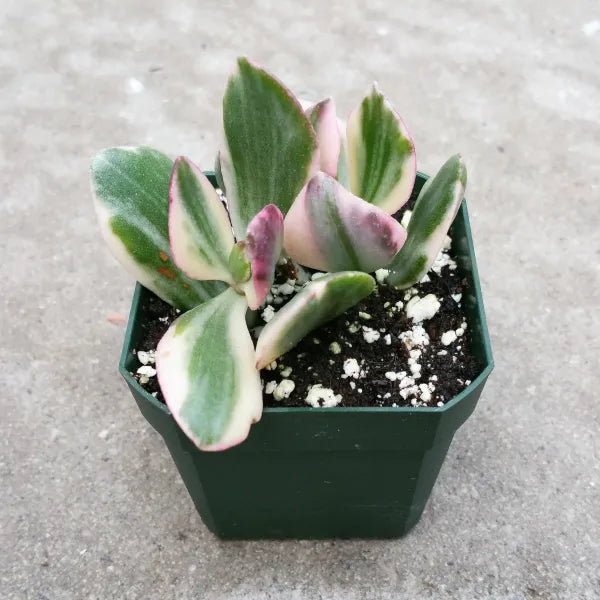 Crassula 'Tri-Color' - Variegated Jade