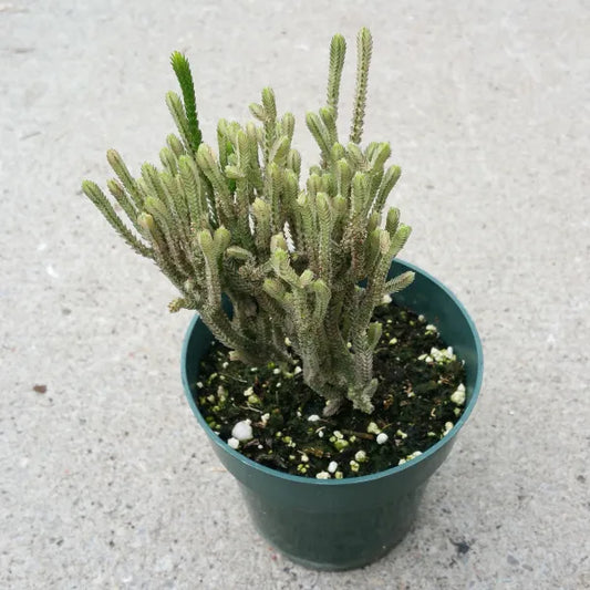 Close-up of Crassula Lycopodioides Variegated showing its stacked leaves and colours ranging from cream to light green.