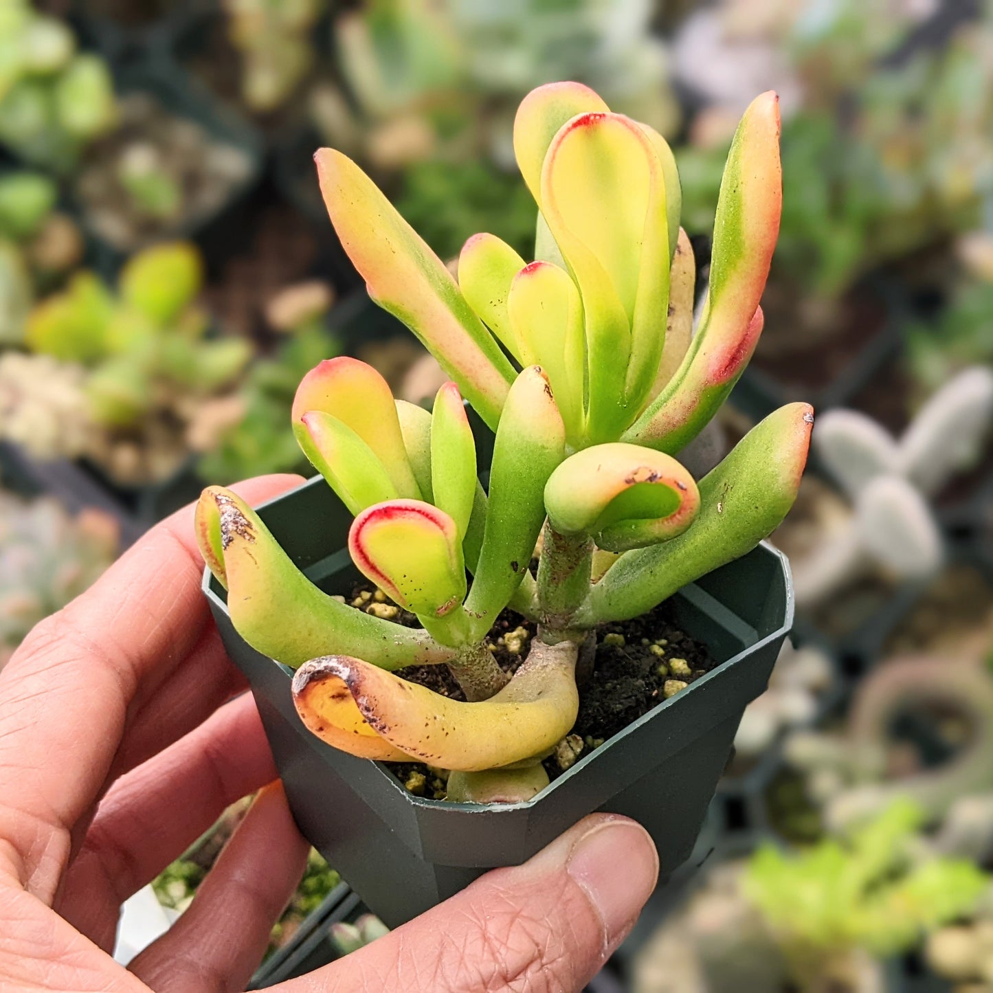 Close-up of Crassula Ovata 'Tricolour Hobbit' plant, showcasing its variegated leaves with green, yellow, and red edges.