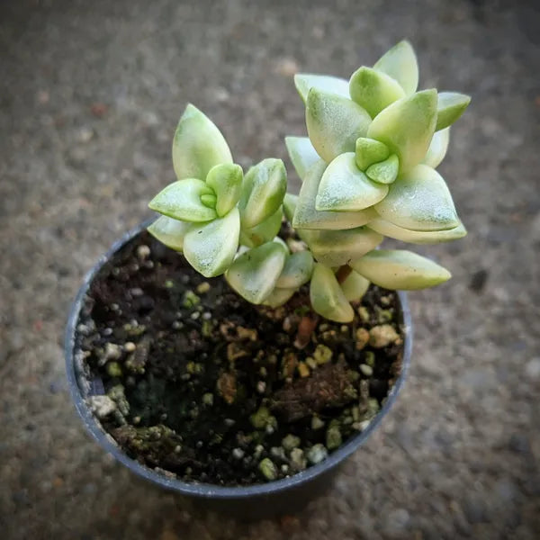 Crassula Rupestris ''Kebad Bush'' Variegata