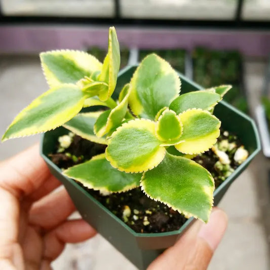 Close-up of Crassula Sarmentosa in a 2.5" pot, showing its variegated foliage in shades of yellow and green.