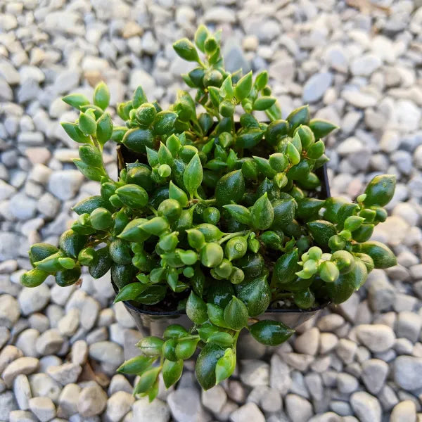 Curio Herreanus aka Senecio String of Tears