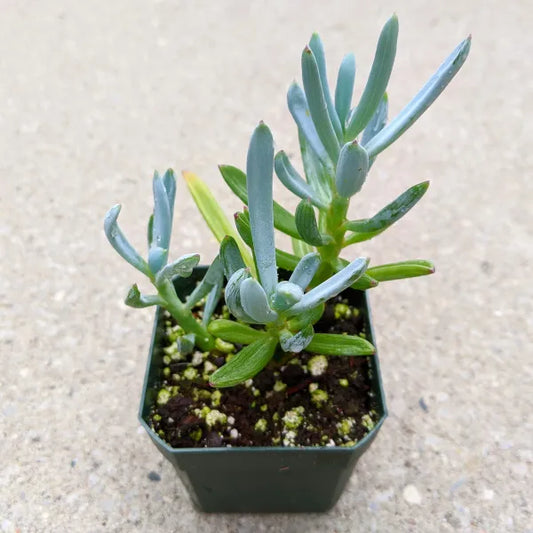 Curio ficoides 'Mount Everest' succulent with upright stems and blue-green waxy-coated leaves, showcasing thick, fleshy, and flattened leaves growing up to 4 inches long.