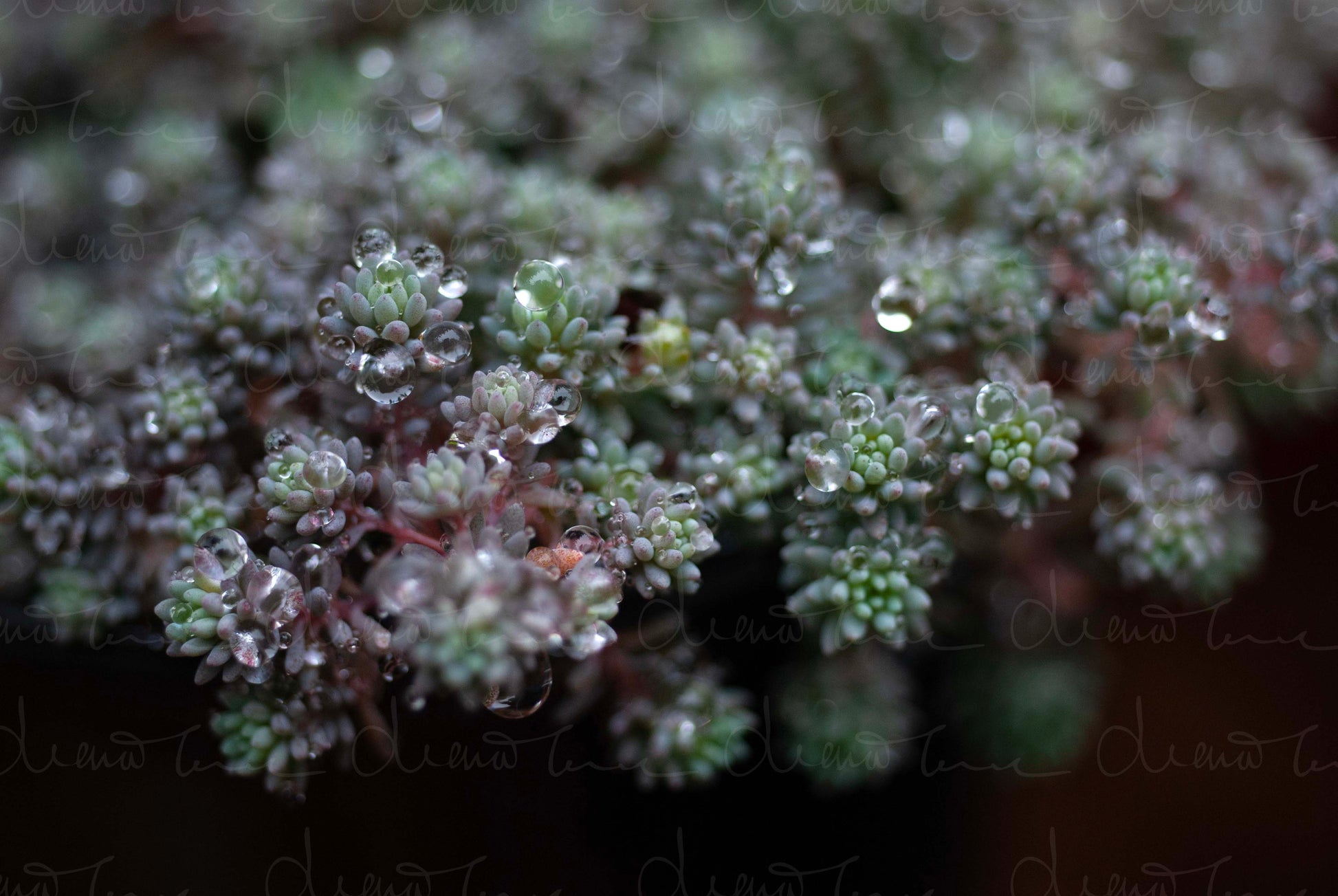Close-up of Sedum Hispanicum var. Minus 'Purple Form' Little Blue Spanish Stonecrop, with raindrops on its vibrant leaves.