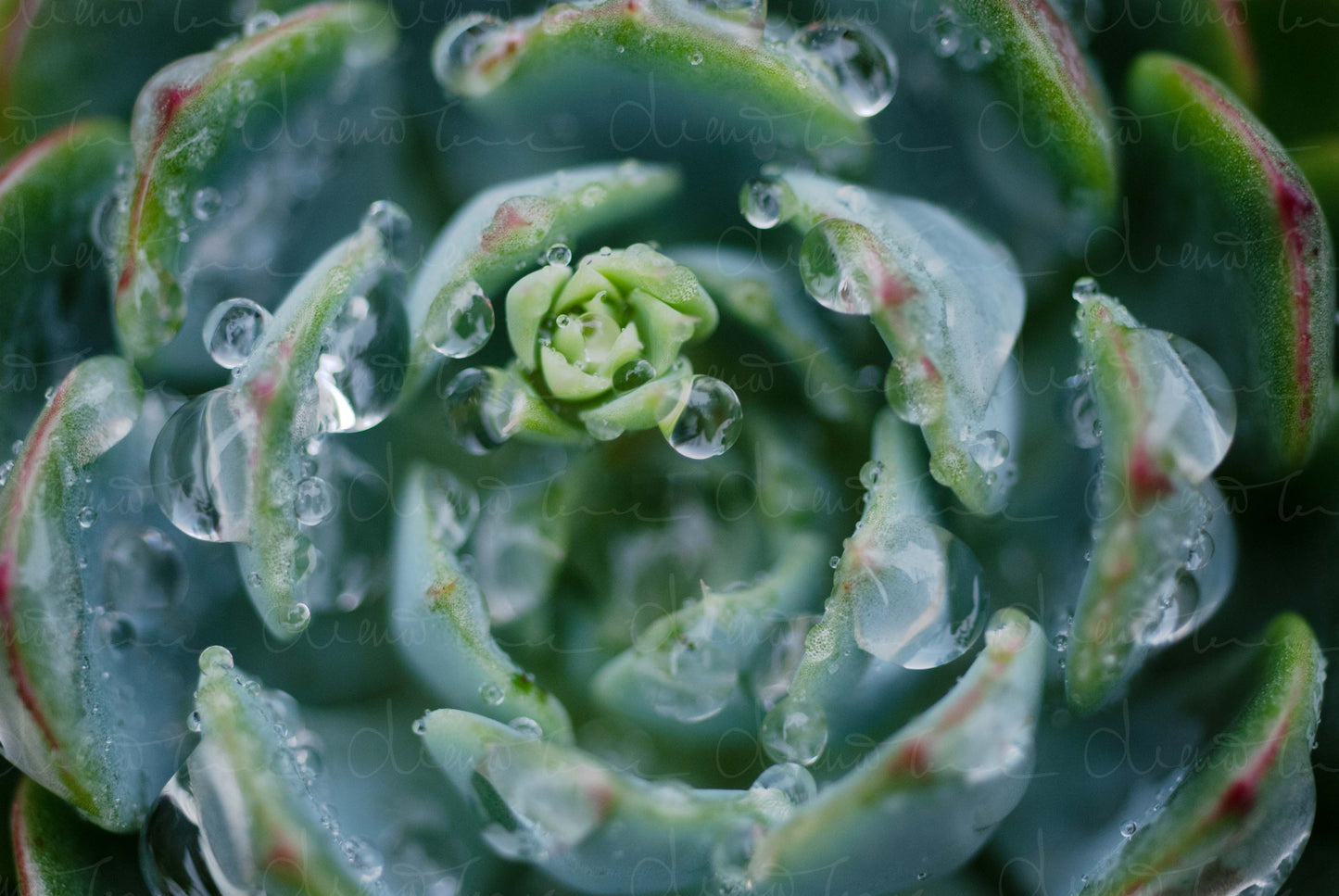 Close-up of Echeveria Minima rosette with raindrops on its leaves and an emerged flower stem in the centre.