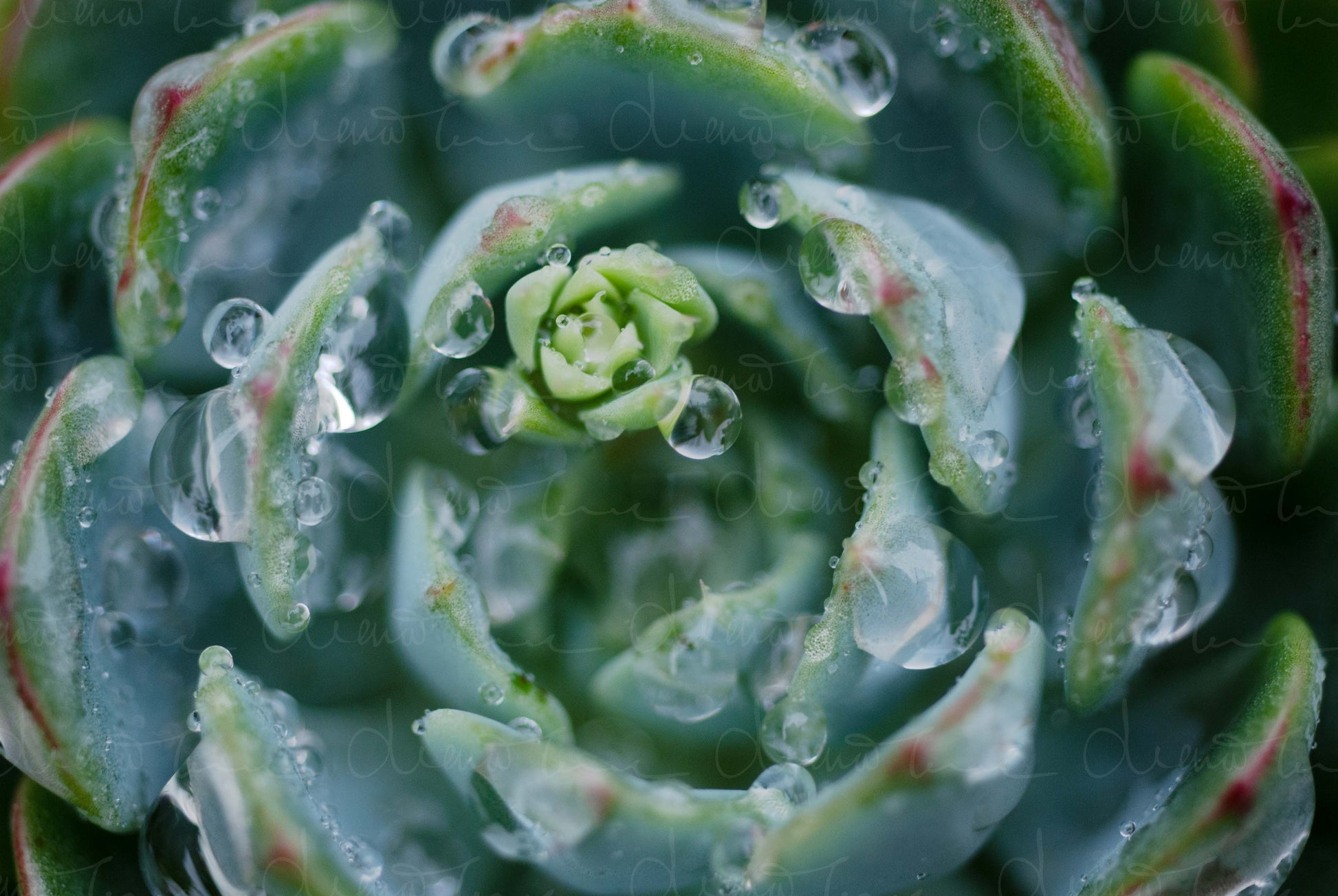 Close-up of Echeveria Minima rosette with raindrops on its leaves and an emerged flower stem in the centre.